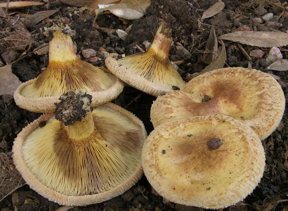 Paxillus ammoniavirescens Contu & Dess�